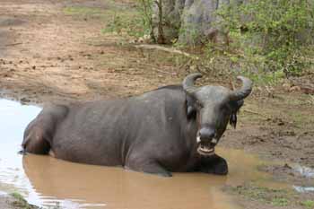 Bain de boue pour mieu.. Tourisme - 
